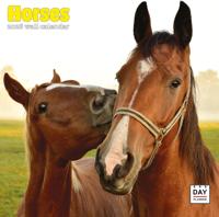 Paarden Kalender 2026 - thumbnail