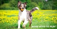 CHUCKIT ULTRA BAL - thumbnail