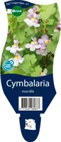Cymbalaria muralis vaste plant Griffioen - Griffioen - thumbnail