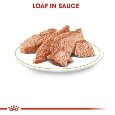 Royal Canin Adult Dachshund (Teckel) natvoer hond (paté) 4 dozen (48 x 85 g) - thumbnail