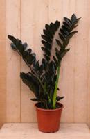 Emerald palm Zamioculcas potmaat 22 cm H40-60 cm kamerplant Warentuin Natuurlijk - Warentuin natuurlijk - thumbnail