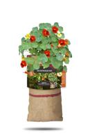 Baza hangtuintje bio Oost-Indische kers - thumbnail