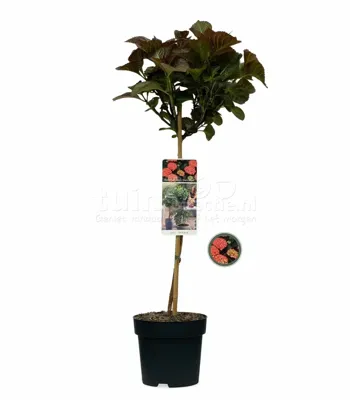 Boerenhortensia Dark Angel