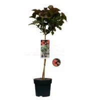 Boerenhortensia Dark Angel - thumbnail