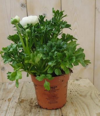 3 stuks! Ranonkel wit Ranunculus Warentuin Natuurlijk - Warentuin natuurlijk