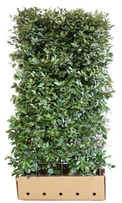 Kant & klaar haag Elaeagnus ebbingei Compacta 180 x 100 cm breed Olijfwilg Quickhedge - Quickhedge