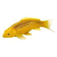 Mojo sealife koi karper - kin matsuba koi - 381105 - thumbnail