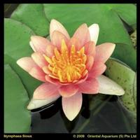 Oranje waterlelie (Nymphaea Sioux) waterlelie (6-stuks) - thumbnail
