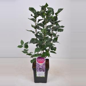 Sering (syringa vulgaris "Sensation") - 50-70 cm - 1 stuks Sering (syringa vulgaris "Sensation") - 50-70 cm - 1 stuks