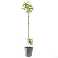 Zwarte bes op stam (ribes nigrum) fruitbomen - thumbnail