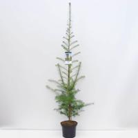 Larix kaempferi 100-150 cm Conifeer Japanse lariks Warentuin Natuurlijk - Warentuin natuurlijk - thumbnail