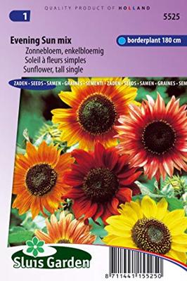 Zonnebloem enkelbloemig bloemzaden - Evening sun Mix