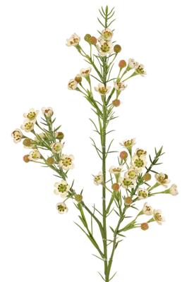 Waxbloem Chamelaucium uncinatum met 36 bloemen & 18 plastic knoppen 63 cm kunstbloem I Top Art - Top art Waxbloem Chamelaucium uncinatum met 36 bloemen & 18 plastic knoppen 63 cm kunstbloem I Top Art - Top art