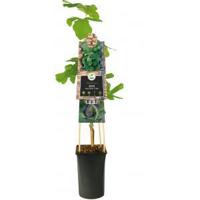 Vijg Ficus Carica Brown Turkey M 75 cm klimplant - thumbnail