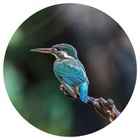 WallArt behangcirkel the kingfisher 142,5 cm - thumbnail
