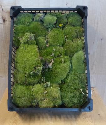 Bolmos in kistje decoratie mos Warentuin Natuurlijk - Warentuin natuurlijk