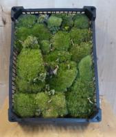 Bolmos in kistje decoratie mos Warentuin Natuurlijk - Warentuin natuurlijk - thumbnail