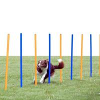 Trixie dog activity agility slalom stokken blauw / oranje - thumbnail