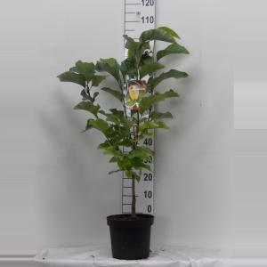 Magnolia struik Brooklynensis Yellow Bird - 60 - 80 cm - 6 stuks