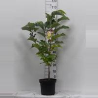 Magnolia struik Brooklynensis Yellow Bird - 60 - 80 cm - 6 stuks - thumbnail