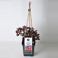 Tros klimroos (rosa "Wild Rover"®) - thumbnail