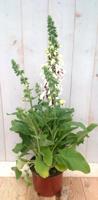Vingerhoedskruid Digitalis purpurea wit 40 cm Warentuin Natuurlijk - Warentuin natuurlijk - thumbnail