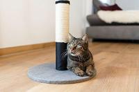 KERBL - Kattenkrabpaal - Trunk - OPAL PRO - 40 x 7 cm - thumbnail