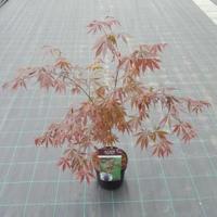Japanse esdoorn (Acer palmatum "Sumi-Nagashi") heester - thumbnail
