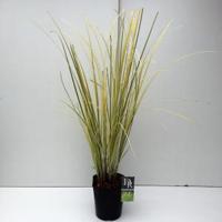 Pampasgras (Cortaderia selloana "Splendid Star") siergras - thumbnail