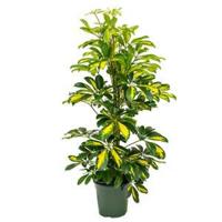 Schefflera gold capella S kamerplant - thumbnail