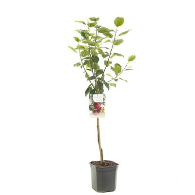 Malus domestica Gloster Roodpaarse najaarsappel laagstam fruitplant Fruithof - Fruithof Malus domestica Gloster Roodpaarse najaarsappel laagstam fruitplant Fruithof - Fruithof