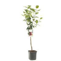 Malus domestica Gloster Roodpaarse najaarsappel laagstam fruitplant Fruithof - Fruithof - thumbnail