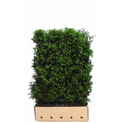 Kant & klaar haag Taxus baccata 80 x 100 cm breed Venijnboom Quickhedge - Quickhedge