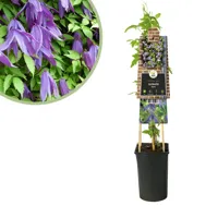 Clematis Alpina - Koningin der klimplanten - P15 - thumbnail