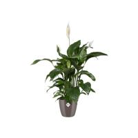 Bloempot Brussels diamond rond 22 cm oyster pearl elho - Elho - thumbnail