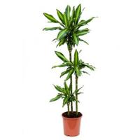 Dracaena cintho S kamerplant - thumbnail