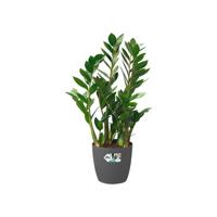 ELHO Brussels Wheels 40 ronde bloempot - Zwart - Ø 39 x H 37 cm - interieur - 100% gerecycled - thumbnail