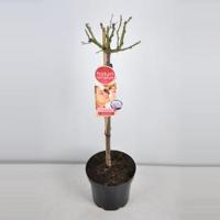 Grootbloemige roos op stam Parfum de Nature (rosa "Blue Girl"®) - Op stam 70 cm - 1 stuks - thumbnail