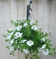 Hangplant Surfinia Hang Petunia wit Warentuin Natuurlijk - Warentuin natuurlijk - thumbnail