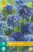 Bloembollen Allium Caeruleum 15st - thumbnail
