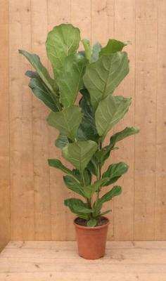 Tabaksplant Ficus Lyrata 2 stammen kamerplant potmaat 26 cm H100-120 Warentuin Natuurlijk - Warentuin natuurlijk