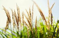 Samyang 50mm T1.5 AS UMC VDSLR Sony E - thumbnail