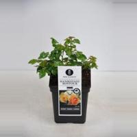 Trosroos (rosa "Hansestadt Rostock"®) - C5 - 1 stuks - thumbnail