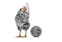 Beeztees Kip snackbal ø15cm grijs - thumbnail