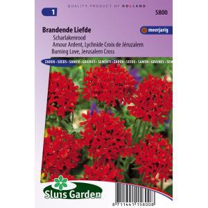 Lychnis Chalcedonica zaden Brandende Liefde