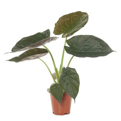 Alocasia Wentii - P 19 cm Alocasia Wentii - P 19 cm