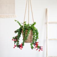 Aeschynanthus Lobbianus Twister - Lipstickplant - P15 - thumbnail