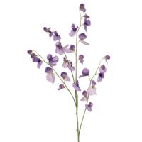 Lathyrus - thumbnail