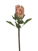 Queen protea roze 58cm - thumbnail