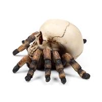 Schedel met Spinnenpoten - thumbnail